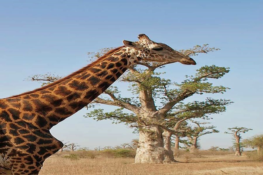 Senegal Cape Verde Turu THY ile 8 Gece 10 Gün 2026 EJ001 