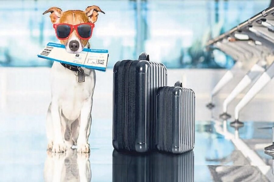 Otobüste Patili Dostlarımızla Seyahat: Bilmeniz Gereken Kurallar